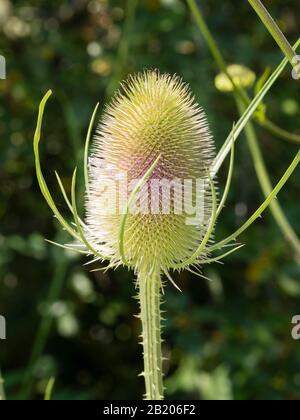 Verschlauchter Blumenkopf der zweijährigen Wildblume des Vereinigten Königreichs, Dipsacus fullonum, gewöhnlicher Teasel Stockfoto