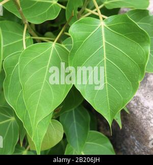 Nahaufnahme der heiligen Fig-, Bodhi-Baum- oder Ficus-Reliquiosa-Blätter, Des Simbolischen des Buddhismus. Stockfoto