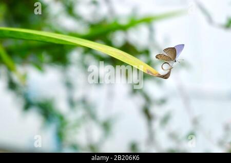 Luthrodes Pandava, Chilades Pandava, Plains Cupid oder Cycad Blue Butterfly on The Leaf. Gefunden in Süd- und Südostasien. Stockfoto