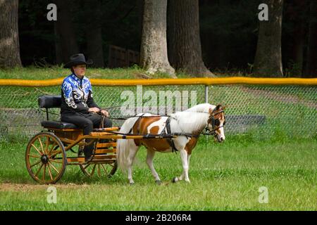 Der Wettbewerb "Miniaturpferd Single Hitch" auf der West End Fair in Gilbert Pennsylvania, USA Stockfoto