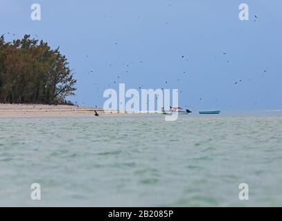Touristenboote am Inselstrand mit Seevögeln, die auf der Insel Rodrigues, Insel Ile aux Cocos, auf Mauritius im Dezember herumfliegen Stockfoto