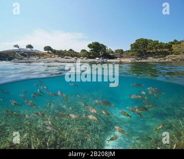 Spanien Mittelmeer, Fischschule unter Wasser und Strandküste, geteilter Blick unter die Wasseroberfläche, Costa Brava, Port Lligat, Katalonien Stockfoto