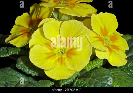 Primula Acaulis Mix Stockfoto