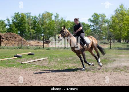 Die Sportlerin auf einem Pferd. Die Horsefrau auf einem roten Pferd. Äquestrianismus. Reiten. Pferderennen. Reiter auf einem Pferd. Stockfoto