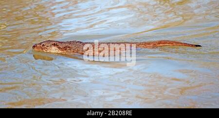 Der Britische Europaist Otter Lutra Lutral Stockfoto