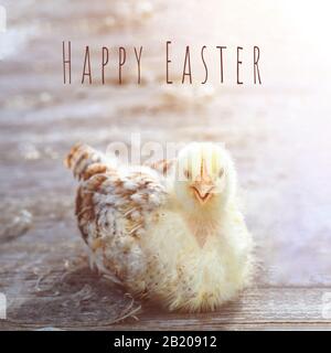 Flauschige Huhn auf Holztisch auf unscharfen Hintergrund Stockfoto