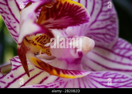 Makro-Nahaufnahme der isolierten pinkfarbenen und weißen Orchideenblüte (selektiver Fokus auf der linken gelben Säule) Stockfoto