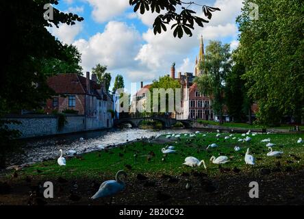 Brügges, Belgien. August 2019. Bezaubernder Postkartenblick vom Weinbergplatz in Richtung Altstadt. Schwäne in der Wiese und grüne Laub Fran Stockfoto