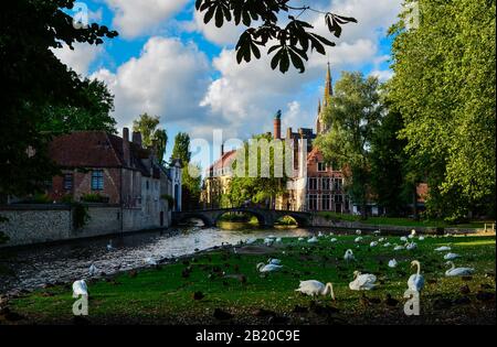 Brügges, Belgien. August 2019. Bezaubernder Postkartenblick vom Weinbergplatz in Richtung Altstadt. Schwäne in der Wiese und grüne Laub Fran Stockfoto