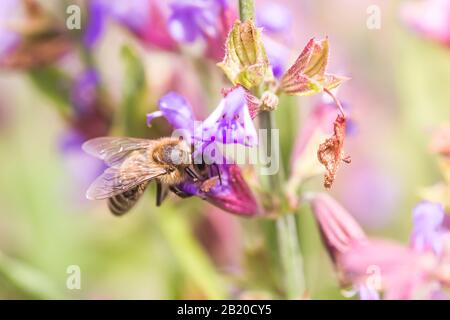 Biene sammelt Nektar Salvia pratensis, wiesenklarif oder Wiesensage lila Blumen. Sammlung von Kräutern. Medikamente aus Heilpflanzen. Konzept Medici Stockfoto