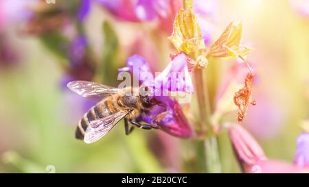 Biene sammelt Nektar Salvia pratensis, wiesenklarif oder Wiesensage lila Blumen. Sammlung von Kräutern. Medikamente aus Heilpflanzen. Konzept Medici Stockfoto