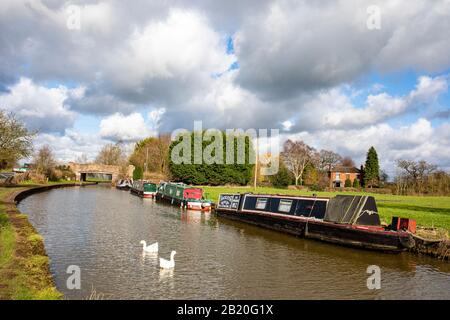 Gänse schwimmen neben schmalen Booten, die auf dem Trent and Mersey Canal mit Brücke 161 in der Ferne, Cheshire UK, gefestigt sind Stockfoto