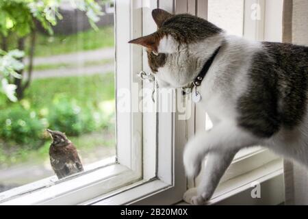 Hauskatze (Felis catus) versucht, junge Feldlerinnen (Turdus pilaris) durch Fenster zu fangen Stockfoto