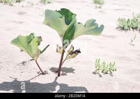 Strandpflanze mit üppigen fleischigen Blättern, die in völliger Trockenheit im Sand in der Nähe von Wasserlinie wachsen Stockfoto