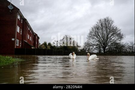 Swans schwimmt neben überschwemmten Gärten in Upton upon Severn, Worcestershire, nachdem der Fluss Severn seine Ufer platzte. Stockfoto