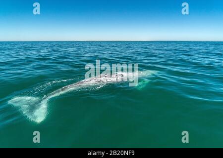 Blasen Grauwale Nase Reisen pacific ocean in Baja California Stockfoto