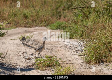 Road Runner Bird Nahaufnahme beim laufen Stockfoto