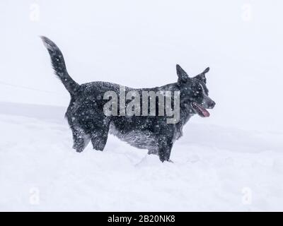 Australian Cattle Dog; Blue Heeler; Spielen in frischem Pulver im Ski- und Snowboardresort Monarch Mountain auf der Continental Divide in Colorado, USA Stockfoto