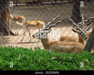 Buenos AIRES, ARGENTINIEN - 19. NOVEMBER 2011: Indische Schwarzböcke oder Antilope Cervicapra in ihrem Gehege im alten Zoo von Buenos Aires, viele Jahre Stockfoto