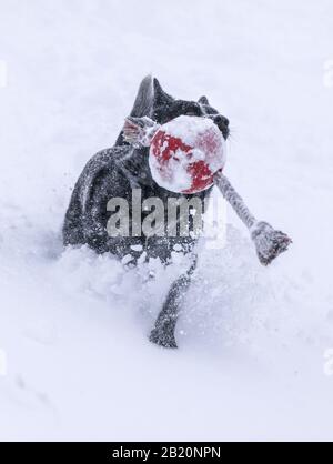 Australian Cattle Dog; Blue Heeler; Spielen von FETCH in frischem Pulver im Ski- und Snowboardresort Monarch Mountain auf der Continental Divide in Colorado, U Stockfoto