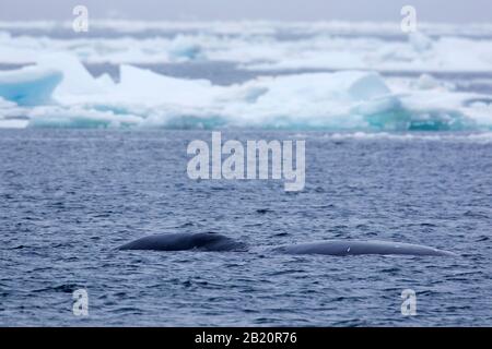 Bowhead Wal / Grönland Right Wal / Arctic Wal (Balaena Mysticetus), der den Arktischen Ozean, Spitzbergen, Norwegen, überragt Stockfoto