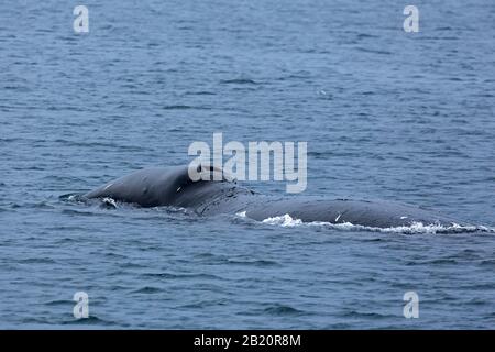 Bowhead Wal / Grönland Right Wal / Arctic Wal (Balaena Mysticetus), der den Arktischen Ozean, Spitzbergen, Norwegen, überragt Stockfoto