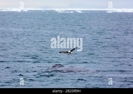 Nordfulmar (Fulmarus glacialis) schwänzend über dem Bowhead Wal (Balaena mysticetus), der den Arktischen Ozean, Spitzbergen, Norwegen, überragt Stockfoto
