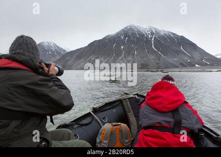 Ökotouristen im Tierkreisboot beobachten gemeinsame Robben-/Hafensiegel (Phoca vitulina), die auf Felsen im arktischen Meer in Spitzbergen, Norwegen, ruhen Stockfoto