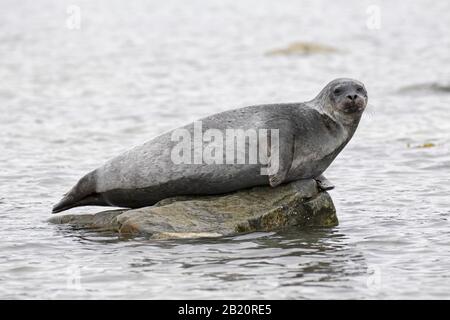 Gemeinsames Siegel/Hafensiegel (Phoca vitulina), das auf Felsen im arktischen Meer bei Spitzbergen/Spitzbergen, Norwegen ruht Stockfoto