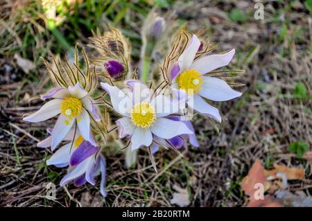 Nahaufnahme der ersten Frühlingsblüten lila und weißer Krokus. Schneefälle auf einem Waldhintergrund bei Sonnenuntergang oder Morgengrauen Stockfoto
