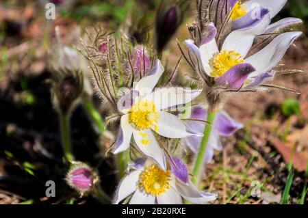Nahaufnahme der ersten Frühlingsblüten lila und weißer Krokus. Schneefälle auf einem Waldhintergrund in der Sonne bei Sonnenuntergang oder im Morgengrauen Stockfoto