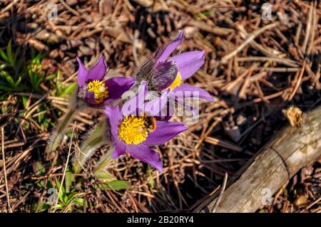 Nahaufnahme der ersten Frühlingsblumen - lila Krokusse Schneefälle und eine Biene auf Waldhintergrund im Sonnenlicht bei Sonnenuntergang oder Morgengrauen Stockfoto