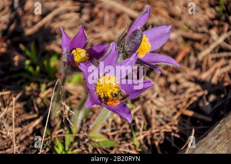 Nahaufnahme der ersten Frühlingsblumen - lila Krokusse Schneefälle und eine Biene auf Waldhintergrund im Sonnenlicht bei Sonnenuntergang oder Morgengrauen Stockfoto