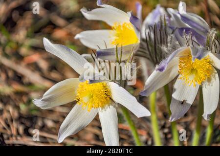 Nahaufnahme der ersten Frühlingsblüten lila und weißer Krokus. Schneefälle auf einem Waldhintergrund in der Sonne bei Sonnenuntergang oder im Morgengrauen Stockfoto