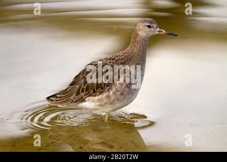 Ein Rotschank, der im Flachwasser weht Stockfoto