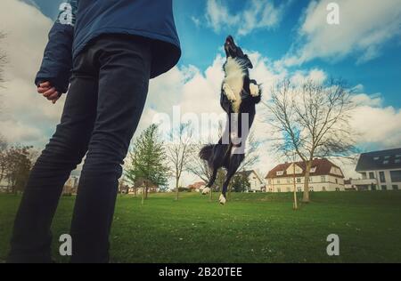 Meister trainiert seinen gehorsamen Hund im Freien im Park. Gut ausgebildete gesunde Border-Collie springt hoch in die Luft und macht verschiedene Tricks und Betäubung Stockfoto