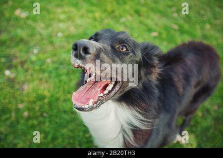 Nahaufnahme Portrait gehorsam freudiger Grenz-Collie-Hund, der zu seinem Meister aufblickt, gefiel lustige Gesichtsöffnung offen. Draußen Hintergrund, wunderbarer Welpe auf Th Stockfoto