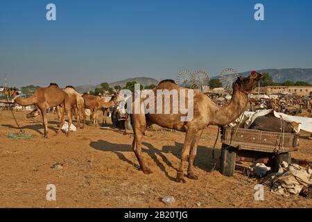 Kamel- und Viehmesse, Puskar Mela, Pushkar, Rajasthan, Indien Stockfoto