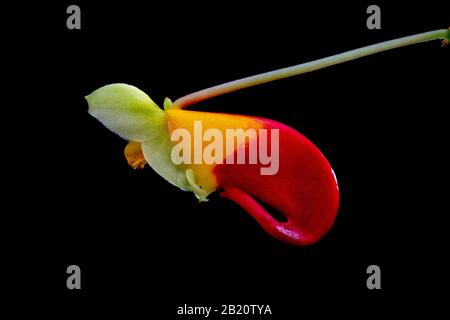 Nahaufnahme von Impatiens niamniamensis, auch Papageienpflanze genannt, oder congo cockatoo mit seinen ungewöhnlichen roten und gelben Blumen, die auf schwarzem Grund isoliert sind Stockfoto