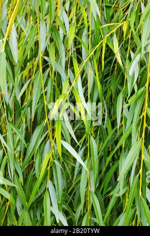 Weinender Weidenhintergrund, weinendes Weidenlaub. Grüner Laub Hintergrund. Stockfoto