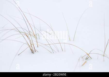 Minimales Trockenrasen mit Schnee bedeckt Stockfoto