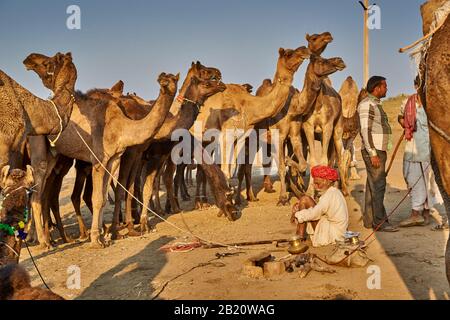 Nomadische Stammmenschen mit traditionellen Turbanen, Kamel- und Viehmesse, Puskar Mela, Pushkar, Rajasthan, Indien Stockfoto