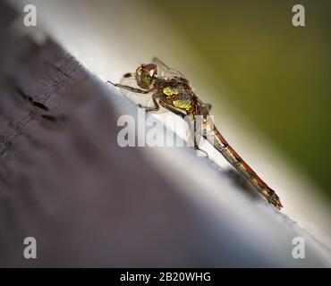 Gewöhnlicher Darter, Sympetrum striolatum, Auf EINEM Holzzaun, Der Durch Diffuse Vorder- Und Hintergrundfarbe Hervorgehoben wird. In Longham Lakes UK eingenommen Stockfoto