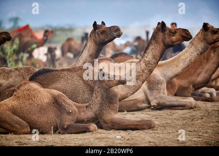 Kamel- und Viehmesse, Puskar Mela, Pushkar, Rajasthan, Indien Stockfoto