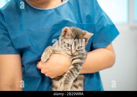 Der tierärztlich-weibliche Arzt hält eine Katze an den Händen Stockfoto