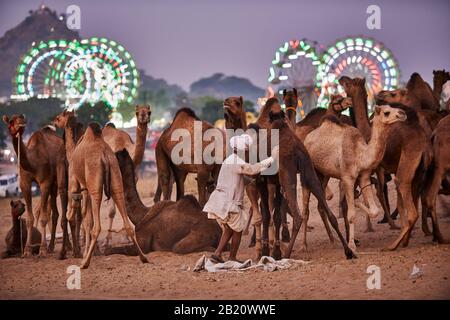 Kamele vor den beleuchteten Ferrisrädern des Fairgroundes auf der Kamel- und Viehmesse Pushkar Mela, Pushkar, Rajasthan, Indien Stockfoto