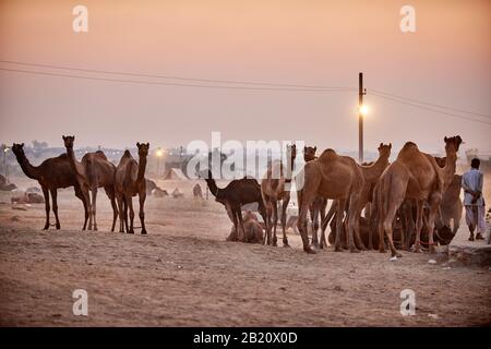 Kamel- und Viehmesse, Puskar Mela, Pushkar, Rajasthan, Indien Stockfoto