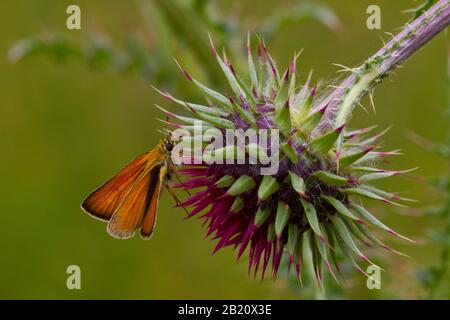 Ein Nahbild eines schmetterlings mit Skipper aus essex auf einer Distel Stockfoto