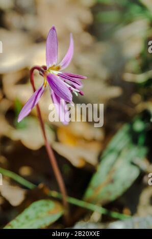 Purpurblume, Erythronium dens-Canis, das Hunde-Zahn-Violett oder Dogzahnviolett, Lilienfamilie, Liliaceae, blüht in weißer, pinker oder lilaktiger Blüte bei Stockfoto