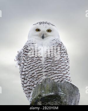 Nahaufnahme von Snowy Owl auf Holzpfosten Stockfoto